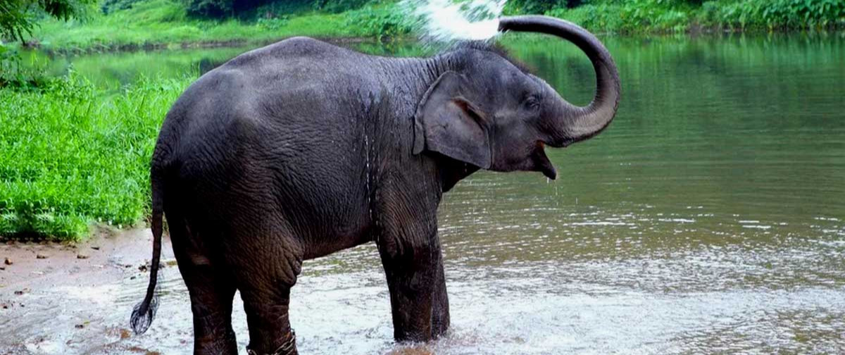 Elephant Training Center Konni