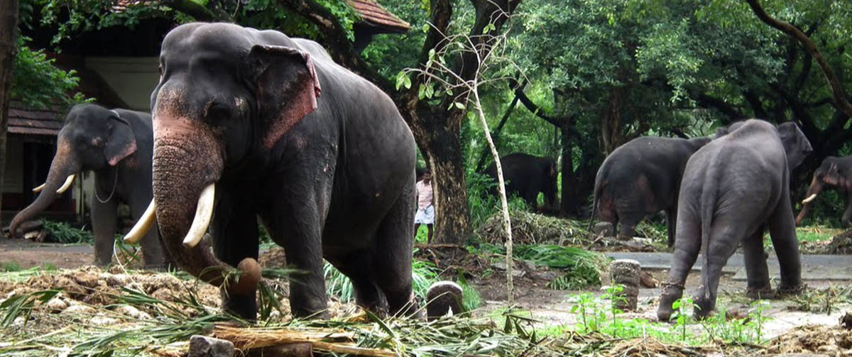 Kodanad Elephant Training Center