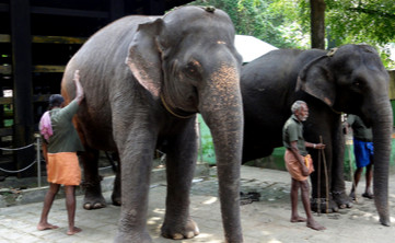 Kodanad Elephant Training Center