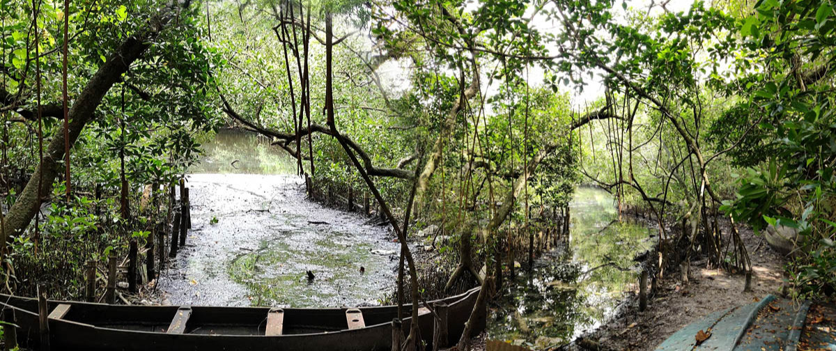 Mangalavanam Bird Sanctuary