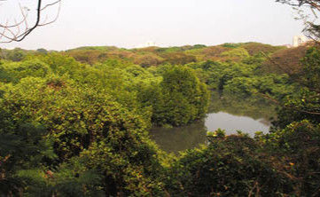 Mangalavanam Bird Sanctuary