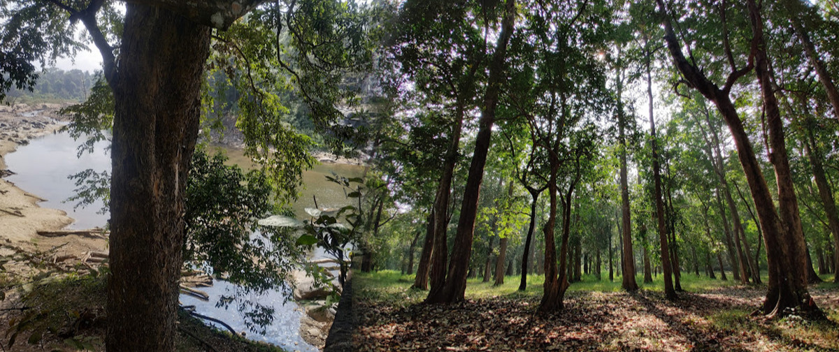 Nedumkayam RainForest