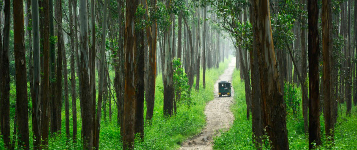 Muthanga Wildlife Sanctuary