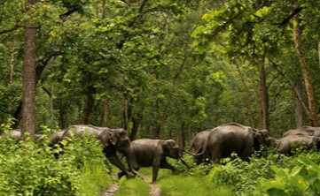 Muthanga Wildlife Sanctuary