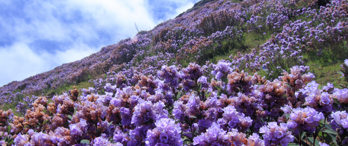 Eravikulam National Park